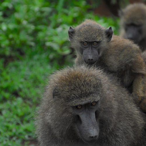 7523944-monkeys-6786829_1920