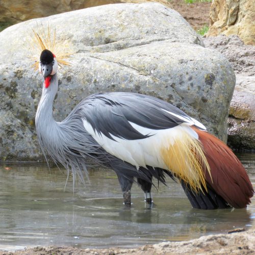 akiroq-grey-crowned-crane-1502935