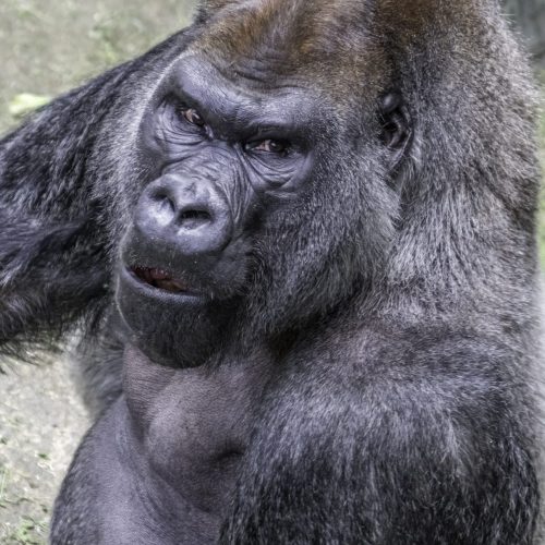 colfelly-silverback-4599751