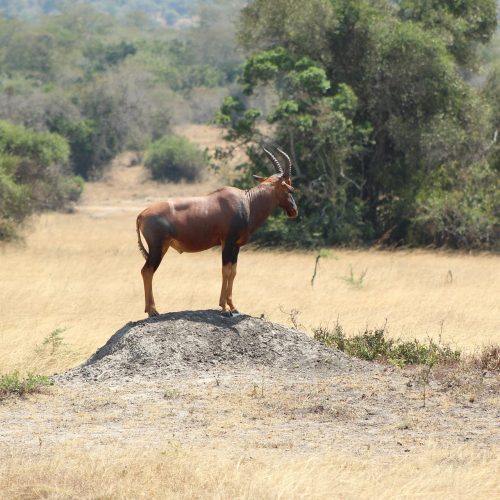 djlithos-savana-6038129_1920