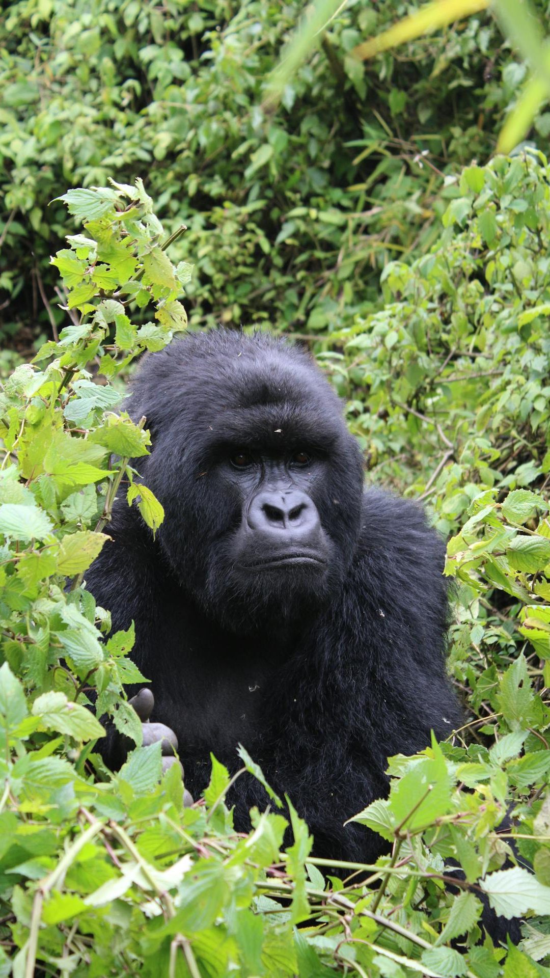 pexels-ana-kenk-2159501753-36478038